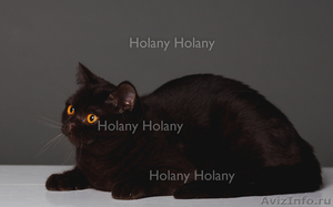 Британские котята щекастые.толстолапые от питомника Holany - Изображение #8, Объявление #835686