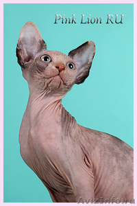 Продаются котята канадского сфинкса - Изображение #2, Объявление #902249