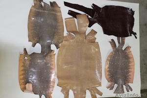 продам кожу игуаны,крокодила,акулы - Изображение #1, Объявление #960076