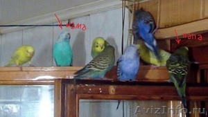 Птенцы волнистых попугайчиков - Изображение #1, Объявление #998662