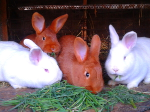 Продаю кроликов пород:  Фландр, Новозеландская - Изображение #2, Объявление #714329
