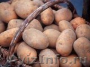 Картофель, капусту, свеклу, морковь, овощи оптом купим - Изображение #1, Объявление #1091210