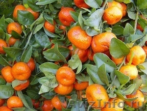 Мандарины оптом , мандарины оптом из Абхазии, любой из этих - Изображение #1, Объявление #1185027
