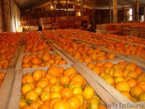 Мандарины оптом , мандарины оптом из Абхазии, любой из этих - Изображение #2, Объявление #1185027