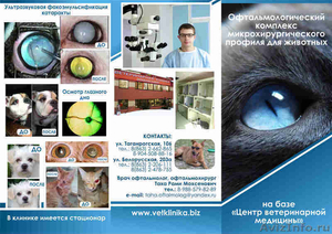 Ветеринар-офтальмолог - Изображение #1, Объявление #1257782