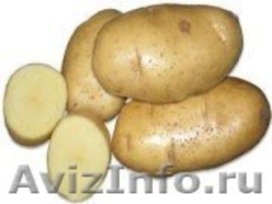 продам семенной картофель из Белоруссии в Ростове - Изображение #2, Объявление #1315241