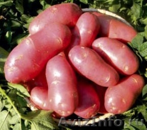 продам семенной картофель из Белоруссии в Ростове - Изображение #1, Объявление #1315241