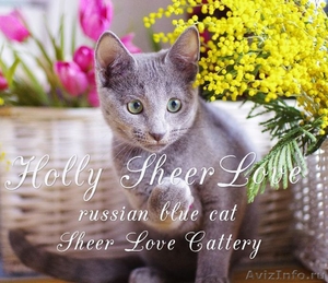 Holly Sheer Love - русский голубой котенок от Чемпиона Мира WCF в Краснодаре - Изображение #1, Объявление #1395115