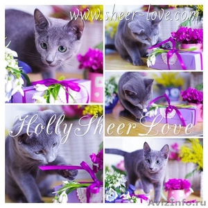Holly Sheer Love - русский голубой котенок от Чемпиона Мира WCF в Краснодаре - Изображение #4, Объявление #1395115