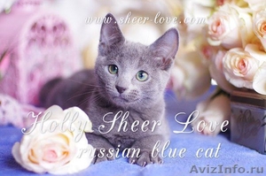 Holly Sheer Love - русский голубой котенок от Чемпиона Мира WCF в Краснодаре - Изображение #7, Объявление #1395115