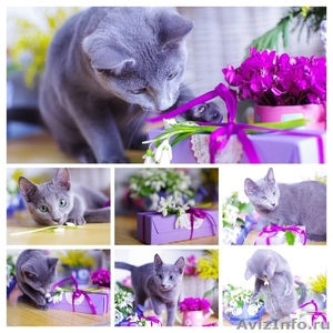 Holly Sheer Love - русский голубой котенок от Чемпиона Мира WCF в Краснодаре - Изображение #5, Объявление #1395115