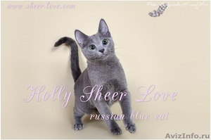 Holly Sheer Love - русский голубой котенок от Чемпиона Мира WCF в Краснодаре - Изображение #9, Объявление #1395115