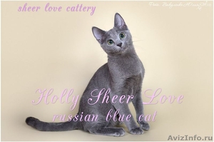 Holly Sheer Love - русский голубой котенок от Чемпиона Мира WCF в Краснодаре - Изображение #10, Объявление #1395115