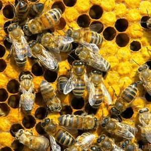 Пчелопакеты Продажа - Изображение #1, Объявление #1388011