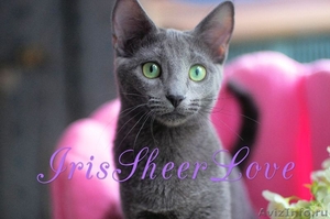 Iris Sheer Love - русский голубой котенок от Чемпиона Мира WCF в Краснодаре - Изображение #7, Объявление #1458752