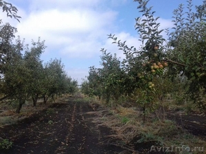 Земельный участок с плодоносящим яблоневым садом на 20 га - Изображение #8, Объявление #1598463