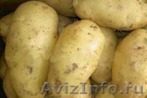 Семенной картофель из Беларуси в Ростове - Изображение #1, Объявление #1599954