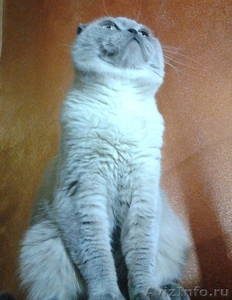Вязка с шотландским вислоухим котом - Изображение #1, Объявление #1598357