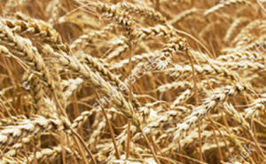 Семена озимой пшеницы ЭС/РС1/РС2 - Изображение #1, Объявление #1683413