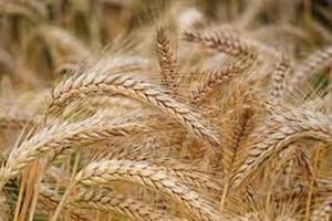 Семена пшеницы полба ЯНТАРА - Изображение #1, Объявление #1708781