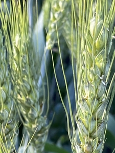 Семена озимой пшеницы ЭС/РС1/РС2 - Изображение #4, Объявление #1683413