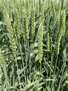Семена озимой пшеницы ЭС/РС1/РС2 - Изображение #2, Объявление #1683413