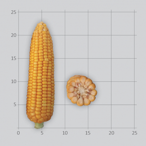 Семена гибридов кукурузы Лимагрен - Изображение #1, Объявление #1718307