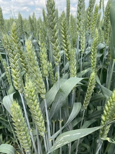 Семена пшеницы озимой  Арсенал Бумба  - Изображение #1, Объявление #1737103