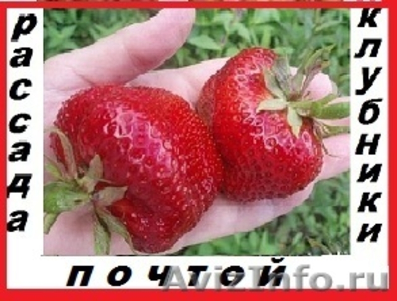 Саженцы клубники(не усы)новейшего крупноплодного  сорта Чамора Куруси-почтой... - Изображение #1, Объявление #1105889